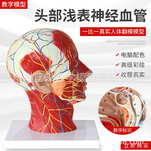 Modèle de crâne humain avec muscles, nerfs et vaisseaux sanguins ; micro-chirurgie esthétique du nerf facial ; anatomie médicale. - Product Image 3