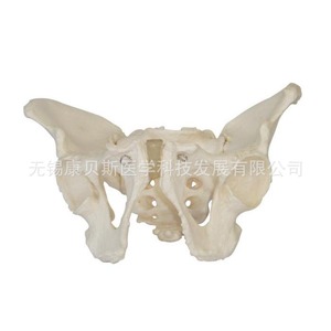 Modèle de bassin masculin KBS/XC123 pour l'enseignement médical ; Modèle squelettique masculin ; Modèle squelettique humain pour l'enseignement - Product Image 1