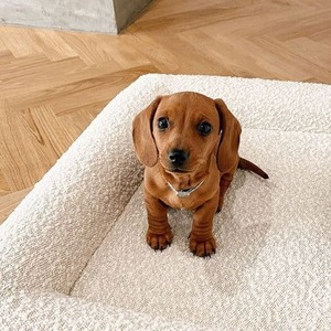 Colchoneta Rectangular de Terciopelo Paiyao, Colchón Ortopédico Extraíble con Reposabrazos de Cuatro Lados, Sofá para Mascotas, para Dormir en Todas las Estaciones - Product Image 4