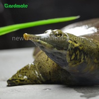 GARDMATE 1KG Gammarus séché pour oiseaux sauvages Poissons Reptiles Tortues Terrapins & Rongeurs-Aliments de qualité supérieure à haute teneur en protéines et en matières grasses