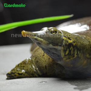 GARDMATE 1KG <span class=keywords><strong>Gammarus</strong></span> séché pour oiseaux sauvages Poissons Reptiles Tortues Terrapins & Rongeurs-Aliments de qualité supérieure à haute teneur en protéines et en matières grasses - Product Image 4