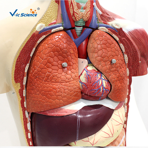 Modelo de Torso Muscular Bisexual de Lujo de 85 cm, Modelo de Anatomía Humana para la Enseñanza Médica - Product Image 4