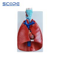 Anatomie Modèle d'enseignement médical Mannequin SC-A1072 Gorge Coeur Poumon Modèle