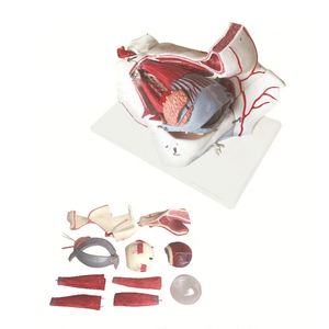 Modello Educativo Avanzato di Vasi Sanguigni e Nervi Umani Ingranditi dell'Occhio e dell'Orbita con Vaso Anatomico dell'Occhio - Product Image 1
