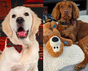 ปลอกคอสุนัขและสายจูงทำมือ ประดับโบว์กำมะหยี่และใยสังเคราะห์ ตกแต่งด้วยหมุดโลหะ เหมาะสำหรับเป็นของขวัญวันเกิด - Product Image 2