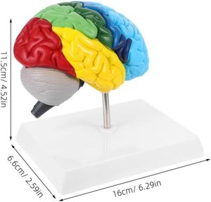 Kích thước cuộc sống mô hình giảng dạy giải phẫu bán cầu phải Viện trợ đầu tiên nghiên cứu y học mô hình não người mô hình học Tập Giáo Dục - Product Image 3
