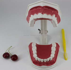 <span class=keywords><strong>Modello</strong></span> Dentale in Plastica Avanzato HZMIM DT-01 Rosso con Effetto Pelle Realistico per Insegnamento Medico e Pratica Chirurgica Odontoiatrica - Product Image 5