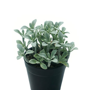 ต้นไม้ประดิษฐ์กำมะหยี่เลียนแบบต้นคาลันโช ต้นแพนด้าเคลือบกำมะหยี่ในกระถางพลาสติก สำหรับตกแต่งบ้าน สวน และภูมิทัศน์ - Product Image 2