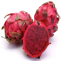Poudre de fruit du dragon (pitaya) rouge naturel, qualité alimentaire, certifiée HALAL, lyophilisée, 80 mesh, disponible toute l'année, emballée sous vide en fût