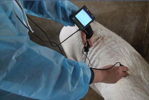 Appareil d'échographie vétérinaire Midray pour diagnostic abdominal par échographie - Product Image 4