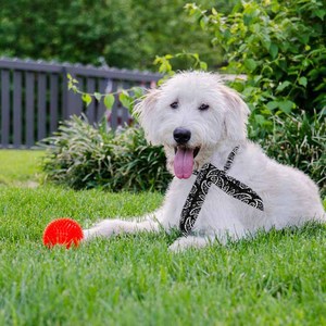 Ensemble de bandeaux rafraîchissant <span class=keywords><strong>pour</strong></span> femmes, <span class=keywords><strong>Bandana</strong></span>, écharpe <span class=keywords><strong>pour</strong></span> cou, Cool, <span class=keywords><strong>pour</strong></span> l'été, chiens, glace - Product Image 6