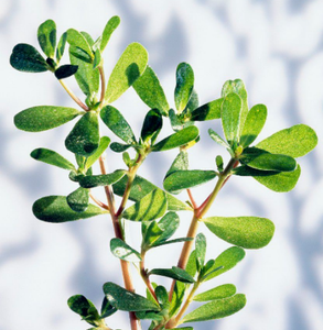 Fabriekslevering Gezondheidssupplementen Poeder Postelein Kruiden <span class=keywords><strong>Extract</strong></span> Valse Postelein <span class=keywords><strong>Extract</strong></span> Poeder <span class=keywords><strong>5%</strong></span> - Product Image 5