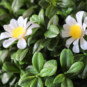 Arbre artificiel en buis <span class=keywords><strong>avec</strong></span> fleurs blanches, bandes de topiaire, piquets de sol, arbustes artificiels, idéal pour la décoration de jardin - Product Image 4