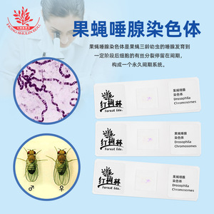 Compresión de cromosomas de la glándula salival de Drosophila, célula biológica de alta calidad de una sola variedad para investigación en biología y genética - Product Image 1