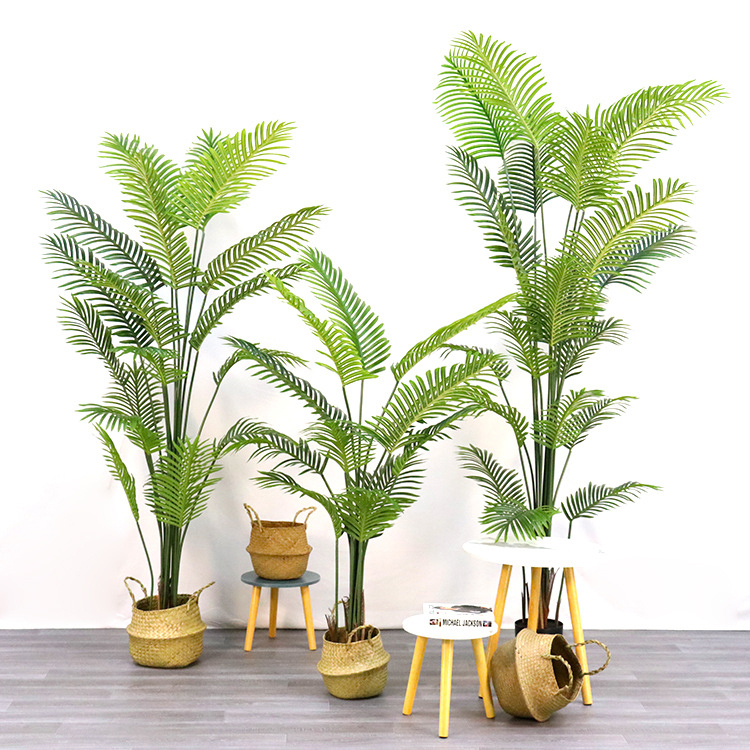 Areca palm 2#