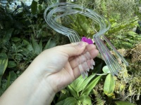 Anneaux de soutien pour plantes en acrylique moderne de 12 pouces transparents avec un soutien solide pour les plantes grimpantes