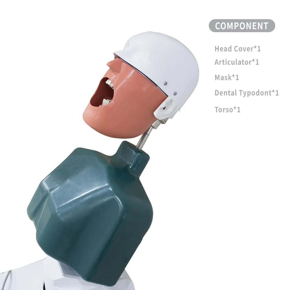Migliore vendita modello dentale di unità di simulazione dentale manichino testa fantasma dentale