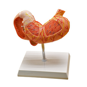 Modelo de estómago humano con vasos esofágicos Duodeno Páncreas y <span class=keywords><strong>nervios</strong></span> - Product Image 1