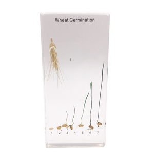 Gelsonlab HSBS-101 acrílico arroz Paddy germinación muestra incluidas muestras biológicas - Product Image 6