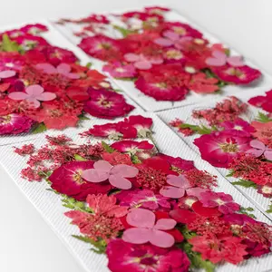 Arte all'ingrosso decorazioni floreali pendente per unghie artigianato foglie naturale vera e propria essiccata fiore pressato per la pittura di unghie in resina