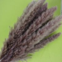 30 Tiges Blanc Séché Pampas Herbe Boho Vintage Mariage & Noël Décor Home Decor Cadeau Présent