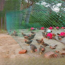 Filet à oiseaux robuste pour poulaillers Filet à volière pour volailles - Product Image 3