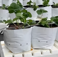 Kantong Tanam Putih dan Hitam 20L 5Gal untuk Melon, Jahe, dan Sayuran, untuk Penggunaan di Kebun dan Rumah Kaca