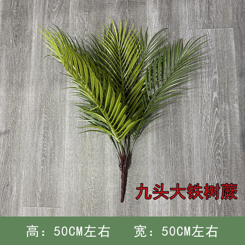 Nine-headed iron tree fern