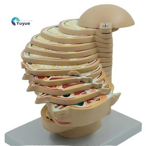 Medizinisches Lehr modell <span class=keywords><strong>Human</strong></span> Skull Cross-Sectional Tomography Model für die Neuro anatomie ausbildung - Product Image 1