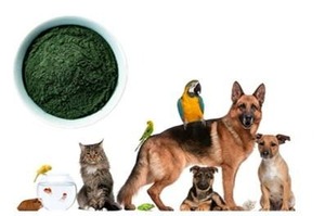 Organic Algae Protein Powder Non-GMO Vegan Plant Protein Spirulina Chlorella Extract for Supplements & Sports Nutrition - Product Image 3