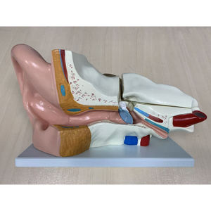 Modèle d'anatomie de l'oreille utilisé pour la vitrine de magasin et l'enseignement - Product Image 4