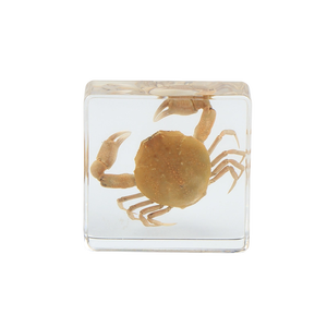 Acrílico muestra de calamar estructura integrada <span class=keywords><strong>biológica</strong></span> pisapapeles de cristal muestra - Product Image 4