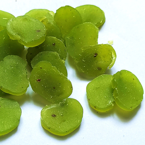 OEM ODM Pet Food Snacks Customized Wholesale Rich in Dietary Fiber High Protein High Vitamin <strong>Kiwi</strong> Slices for Dog <strong>Treats</strong> - Product Image 3
