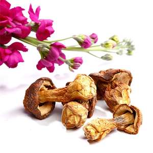 Suministro de fábrica al por mayor de alta calidad 40% Polisacáridos orgánicos Agaricus Blazei <span class=keywords><strong>Murill</strong></span> secos - Product Image 2