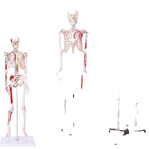 Modelo de enseñanza humana anatómica, <span class=keywords><strong>esqueleto</strong></span> Muscular humano de 170cm, tamaño Natural de pvc - Product Image 1