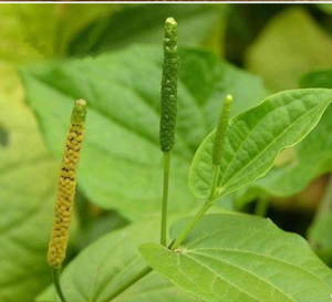 Thảo Mộc Phổ Biến Bi Bo Mới Khô Nguyên Chất Fructus Piperis Longi Cho Gia Vị Hoặc Thảo Mộc - Product Image 5