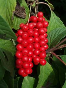 Заводская поставка, оптовая продажа, Экстракт Ягод <span class=keywords><strong>Schisandra</strong></span>, порошок экстракта Chinensis - Product Image 3