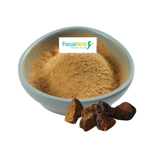 Focusherb Vente en gros d'extrait pur de champignon Chaga, poudre de Chaga 80 mesh - Product Image 1