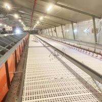 Meilleur prix Nid de ponte automatique pour équipement d'élevage de couches de ferme avicole Nichoirs à œufs galvanisés à chaud