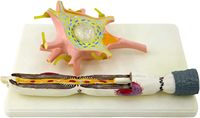 Modelo de aumento de neuronas Cuerpo de células neuronales y modelo de estructura de fibra nerviosa Enseñanza médica para el estudio Modelo de enseñanza de ciencias