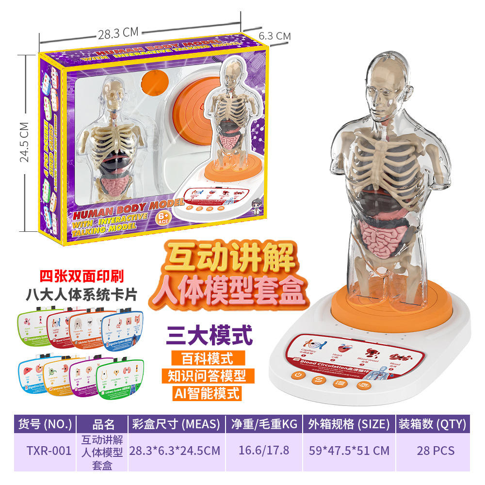 Kit de modèle d'anatomie humaine interactif txr-001