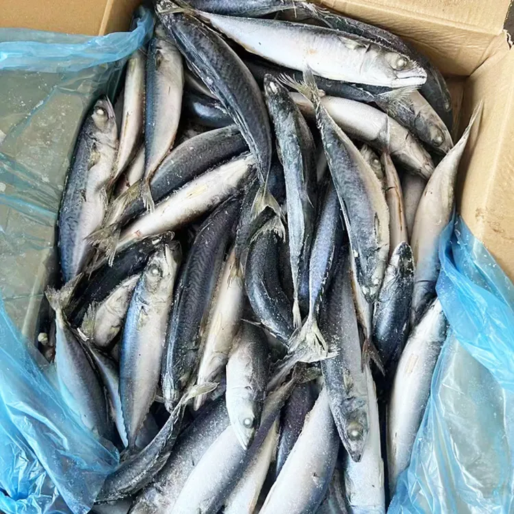 Tamaño 6-8 pcs/kg Fresh IQF Frozen Pacific Mackerel Precio