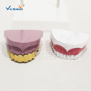 Maniquí <span class=keywords><strong>de</strong></span> PVC Ecológico para Demostración <span class=keywords><strong>de</strong></span> Dientes Saludables con Manchas <span class=keywords><strong>de</strong></span> Tabaco, para Estomatología, Higiene Bucal, Enseñanza en Laboratorio, E/ISO/ROHS/CNAS - Product Image 6