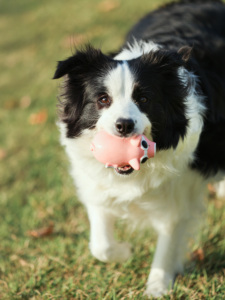 Jouet en peluche en latex pour <span class=keywords><strong>chien</strong></span>, cochon bouclé, simulation de cochon qui couine, activé par la pression, résistant aux morsures, jouet sonore pour le nettoyage des dents, petit jouet alimentaire - Product Image 1