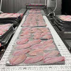 Chất lượng cao đông lạnh cá rô phi phi lê | Haccp chứng nhận cá rô phi phi phi cho các siêu thị, chuỗi bán lẻ & Dịch vụ ăn uống - Product Image 2