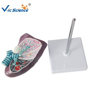 Modelo patológico de pulmón humano con enfermedades, modelo de pulmón visceral de fumador, modelo de enseñanza del sistema respiratorio - Product Image 4