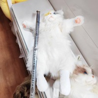 Sac à dos en peluche chat calico réaliste 2025, sac à main en peluche doux, jouet mignon de collection, boîte cadeau pour les amoureux des chats, 31cm-50cm 14