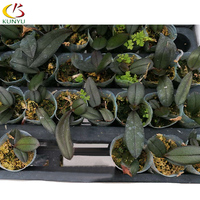 Bibit Anggrek Moth Standar untuk Area Tropis, Anggrek Taiwan dalam Pot, Dendrobium untuk Rumah Kaca dengan Peneduh, Dijual