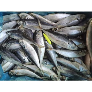 Sgombro Congelato <span class=keywords><strong>a</strong></span> Basso Prezzo, Tutte le Dimensioni, Fornitori di <span class=keywords><strong>Pesce</strong></span> Intero IQF, Fabbrica di Prodotti Ittici - Product Image 5