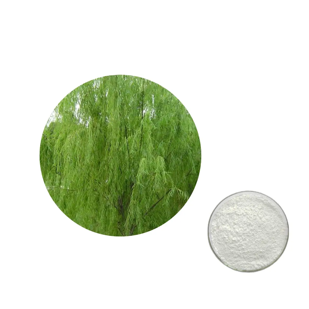 Alta calidad Salicin White Willow Bark 98% Extracto de Salicin